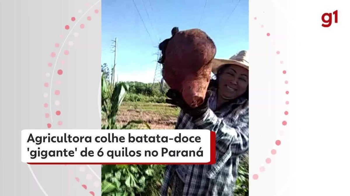 Agricultora colhe batata-doce gigante no Paraná: 'Fiquei impressionada com o tamanho, era enorme'; VÍDEO