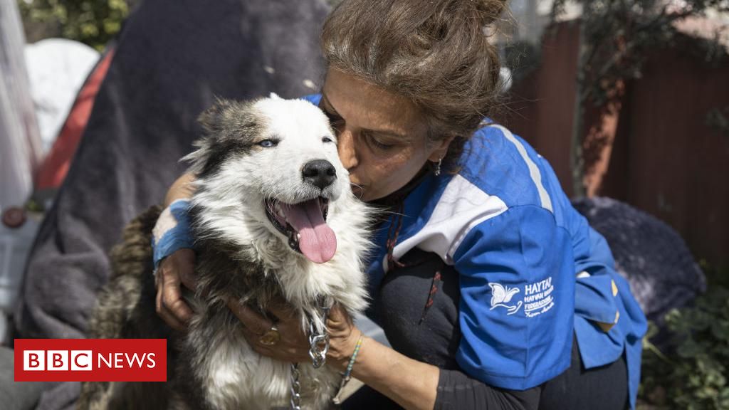 Cachorro é resgatado com vida em escombros 23 dias após terremoto na Turquia