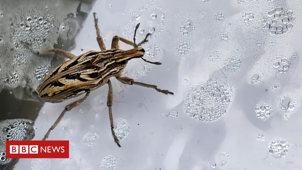 O recém-descoberto gene que protege povos amazônicos da doença de Chagas e pode inspirar tratamentos