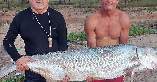 Pescadores capturam peixe com mais de 50 kg e dois metros de comprimento, na Praia do Gunga