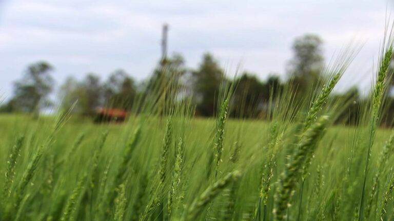 CTNBio aprova plantio de trigo transgênico no Brasil | Agronegócios