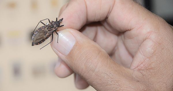 Doença de Chagas: Alagoas tem registro do inseto em 54 dos 102 municípios