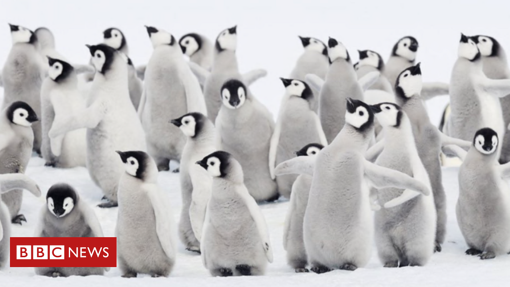 Mudança climática: a morte chocante de milhares de bebês pinguins por gelo derretido na Antártida