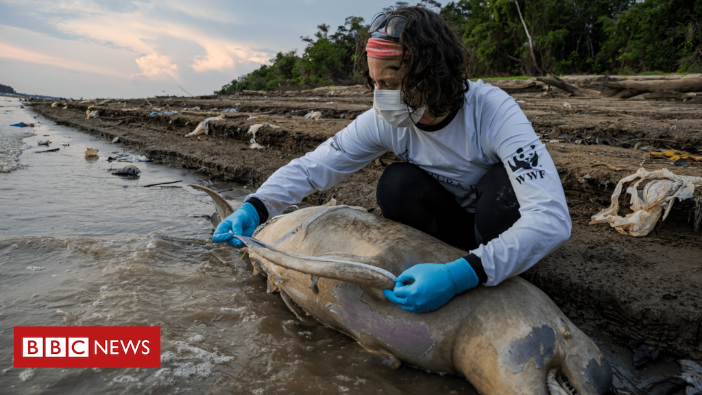 Mais de uma centena de botos mortos: as imagens que mostram o drama na seca da Amazônia