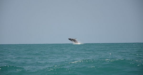 Vinte baleias-jubarte aparecem no mar de Piaçabuçu e encantam pesquisadores; veja imagens