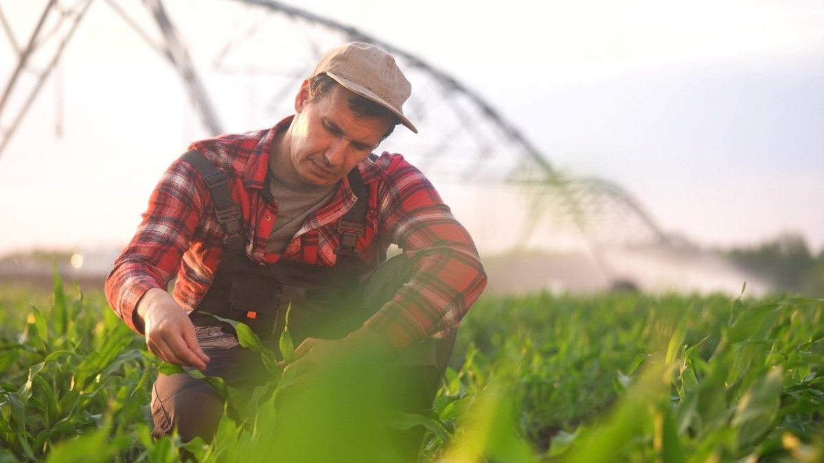 3 dicas preciosas para cultivar milho e soja | Bradesco