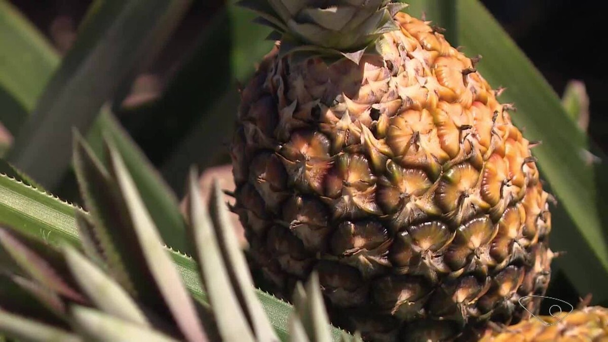 Cidade do ES produtora de abacaxi deve colher 20 milhões de frutos na safra deste ano | Agronegócios no Espírito Santo