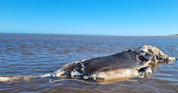 Baleia cachalote é encontrada morta em foz de rio, em Maragogi