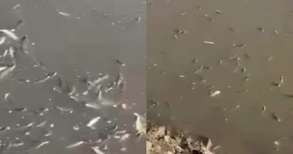 Pescadores são surpreendidos com milhares de peixes mortos na Barra de Santo Antônio; vídeo