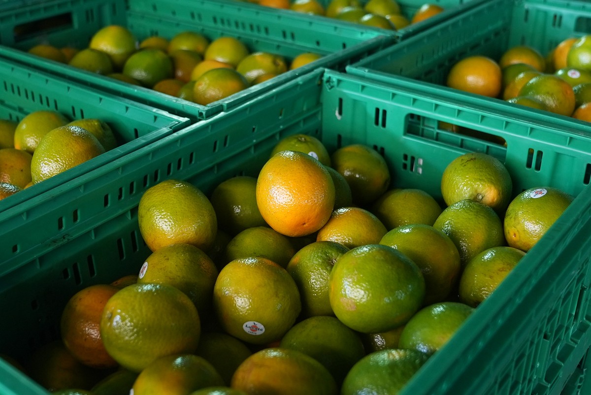 Outubro chuvoso beneficia pomares de SP e preço da laranja tem alta de quase 3%, aponta USP | Piracicaba e Região