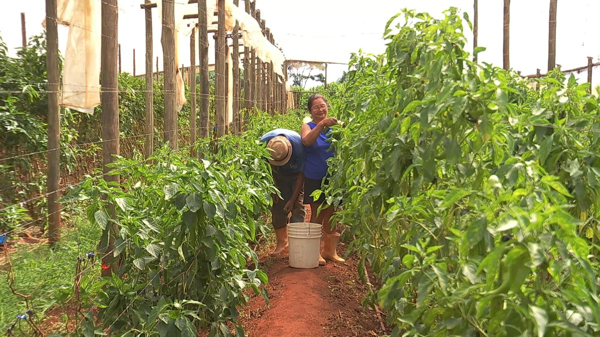 Pequenos agricultores tocam a produção sem esquecer da sustentabilidade | Nosso Campo