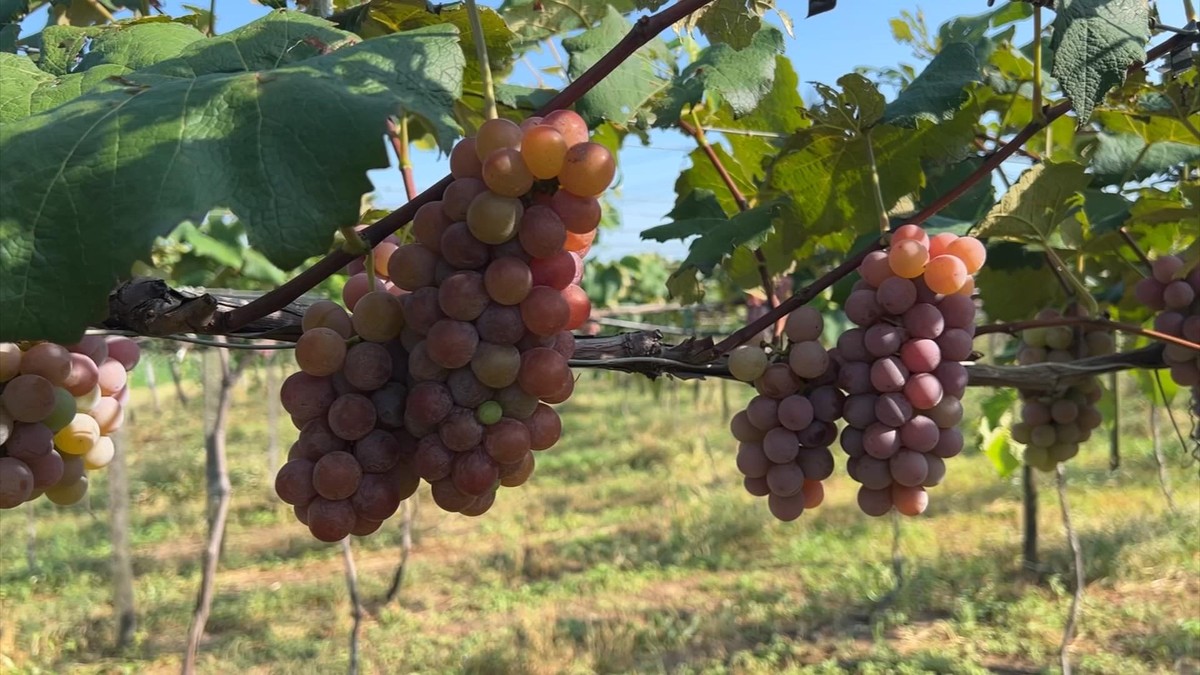 Produtores colhem safra da uva em Porto Feliz | Nosso Campo