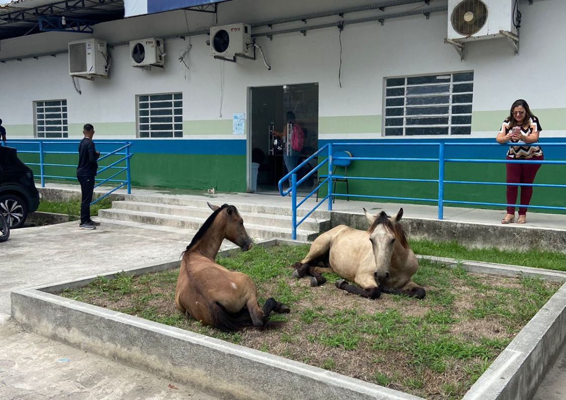 Caos na Secretaria Municipal de Educação de Maceió: cavalos descansam enquanto tetos desabam