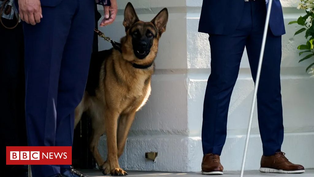 Commander, o cachorro de Joe Biden ‘acusado’ de morder agentes do Serviço Secreto ao menos 24 vezes