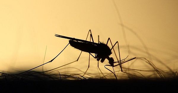 Alagoas já registrou 84 casos de dengue em 2024, diz Sesau