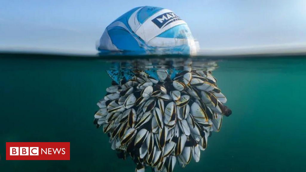 Fotografia: bola tomada por cracas no mar vence prêmio de fotos da natureza; veja outras imagens