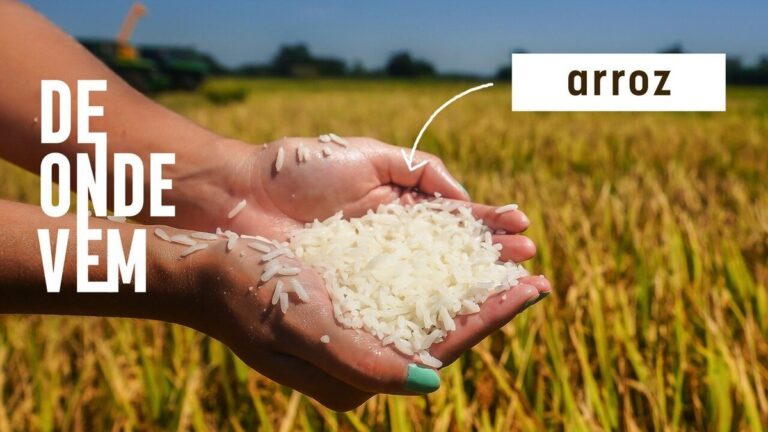 Água quente com vinagre pode ser o segredo para arroz soltinho; g1 foi até o RS ver como o grão é produzido | Agro de gente pra gente