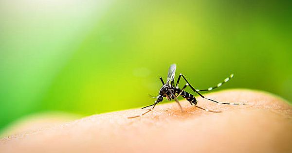 De 5,6 mil casos de dengue notificados neste ano, mais de 3 mil já foram confirmados em Alagoas