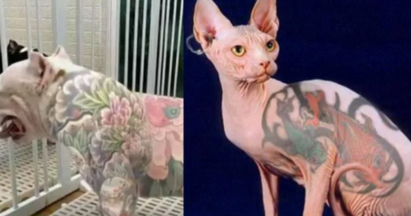 Deputados alagoanos querem proibir tatuagens e piercings em cães e gatos