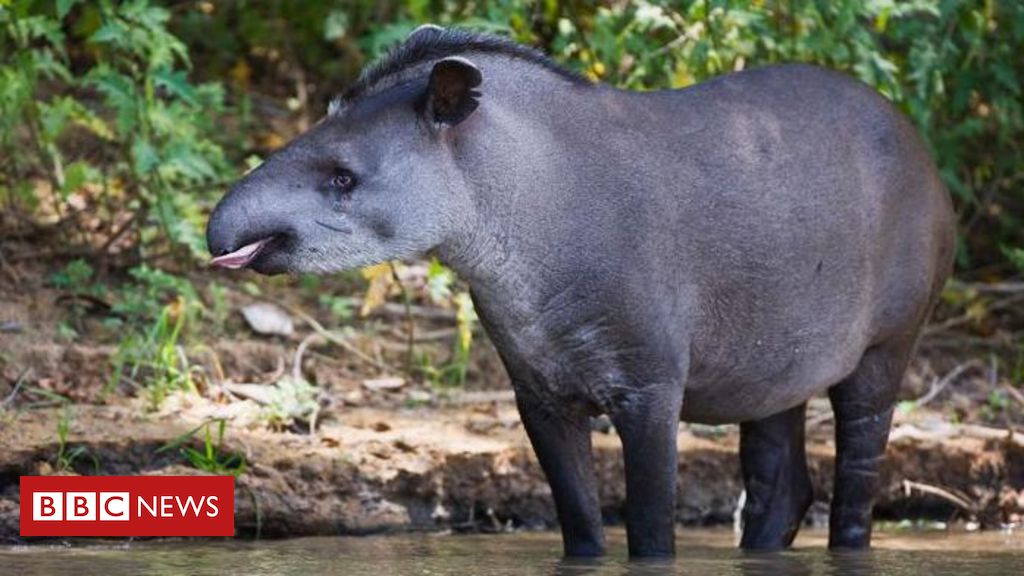 ‘Em busca da anta perdida’: a expedição que ‘reencontrou’ animal considerado extinto da Caatinga