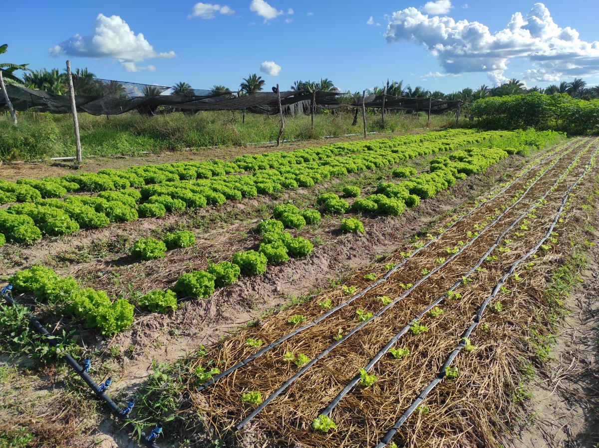 ‘Sisteminha’: projeto de incentivo a agricultura familiar transforma quintal em miniatura de fazenda | Agrishow